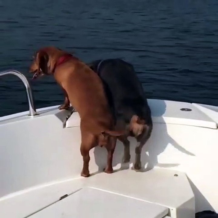 Ces chiens remuent leur queue de façon frénétique... Le spectacle est hyper amusant
