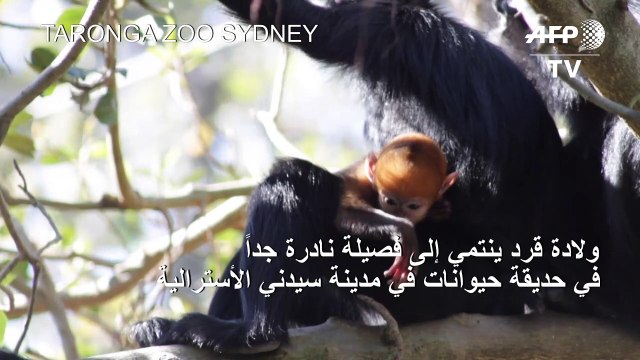 ولادة قرد ينتمي إلى فصيلة نادرة جدا في حديقة حيوانات أسترالية