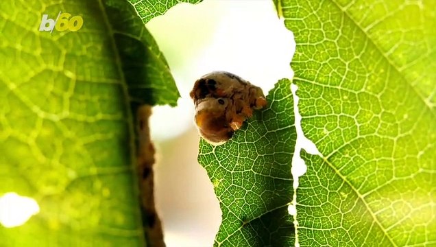 Plants Can Actually Talk to Each Other and Warn Other Plants of Danger
