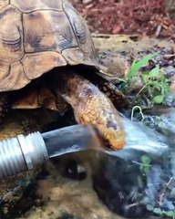 Cette mignonne tortue a vraiment soif... Regardez comment elle s'y prend !
