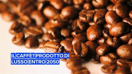 Il caffè potrebbe diventare prodotto di lusso entro il 2050