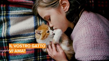 Anche i gatti provano affetto verso i padroni
