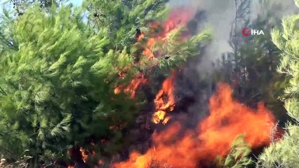 Hatay’da ormanlık alan alev alev böyle yandı