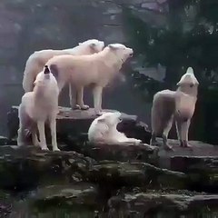Ces chien-loups vous offrent un concert qui fera chavirer vos coeurs.