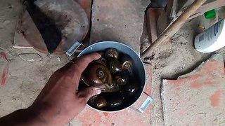 [MTLife] Ốc lác xào lăng phần 1- snails cook with coconut mixture part 1