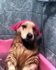 Le paradis ! Tellement marrant!  Ce labrador ne veut plus quitter son bain