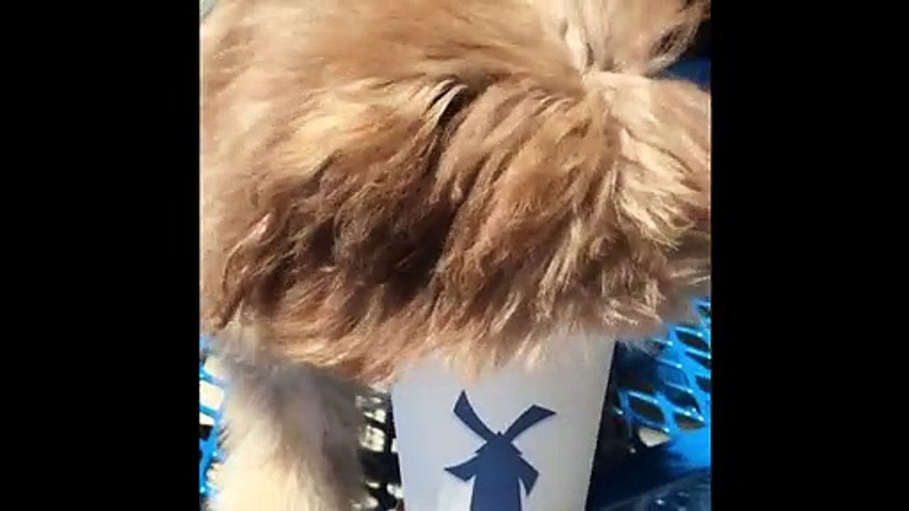 Nori, ce chien aux yeux bleu qui ressemble incroyablement à un humain