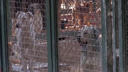 4 Ekim Dünya Hayvanları Koruma Günü