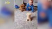 Adorable Video Shows Baby Boy Driving His Dog Crazy With Barking Dog Toy