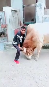 Voilà ce qui se passe quand on prend un taureau par ses cornes