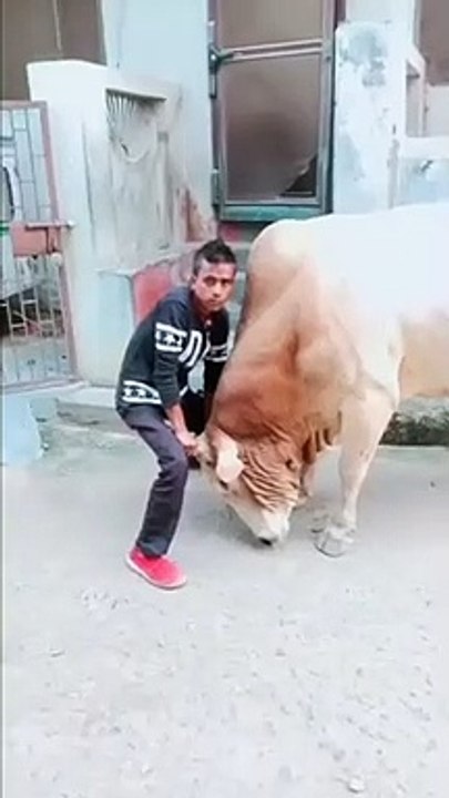 Voilà ce qui se passe quand on prend un taureau par ses cornes
