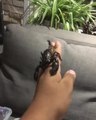 Big Black Scorpions Crawl All Over Man's Hand