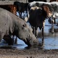 Au Botswana, hippopotames et bétails sont piégés par la sécheresse