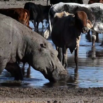 Au Botswana, hippopotames et bétails sont piégés par la sécheresse