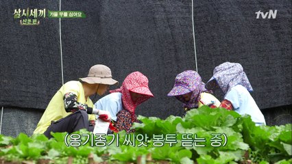 ‘이 집 토시 잘하네~’ 토시 파워 장전하고 무 심으러♬