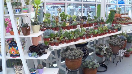 bd-cuidado-para-plantas-041019