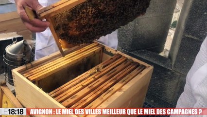 Avignon : le miel des villes meilleur que le miel des campagnes ?