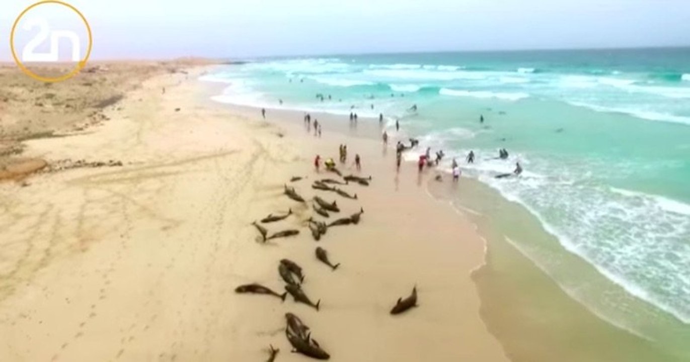 Une plage cap-verdienne transformée en véritable cimetière de cétacés, après la mort de 136 dauphins échoués