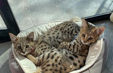 Justin Bieber slammed by PETA for exotic cats