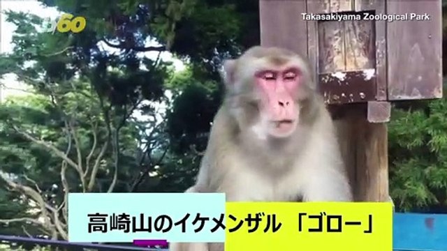 Monkey Predicts A Winner! A Monkey Is Forecasting Winners of Upcoming Rugby World Cup Matches!