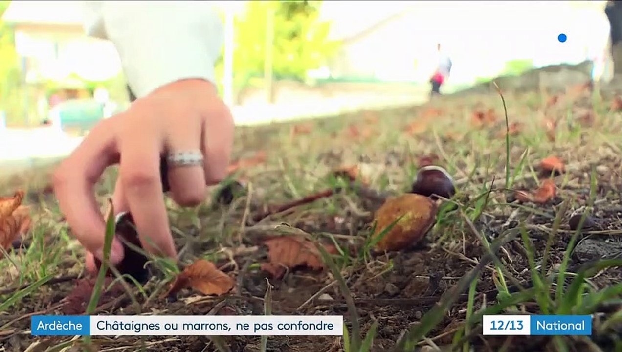 Ardèche : marrons, châtaignes, comment ne pas les confondre ?