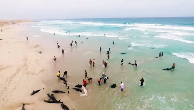 Massive dolphin stranding on a beach in Cape Verde