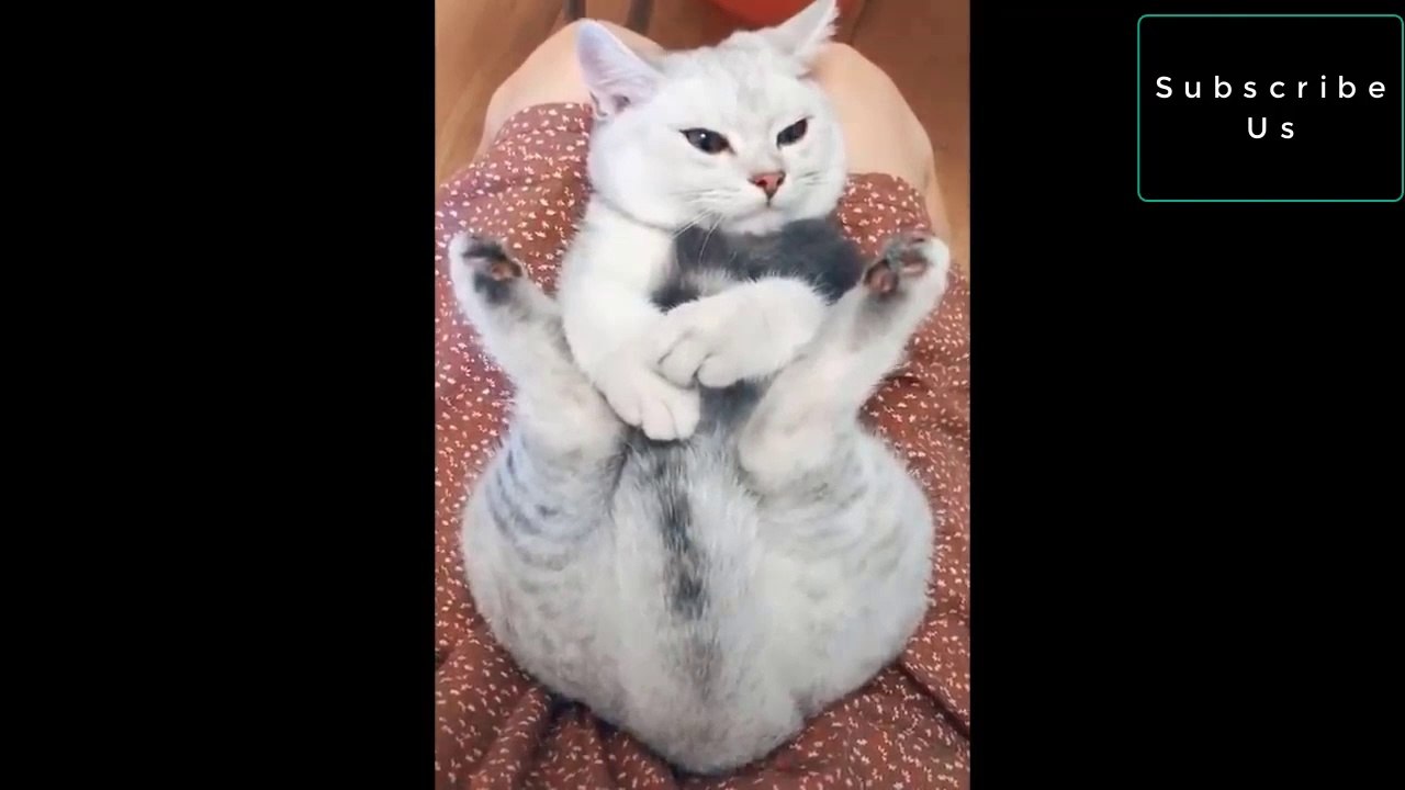 Cute cat try not to laugh - the most funny cats 2019