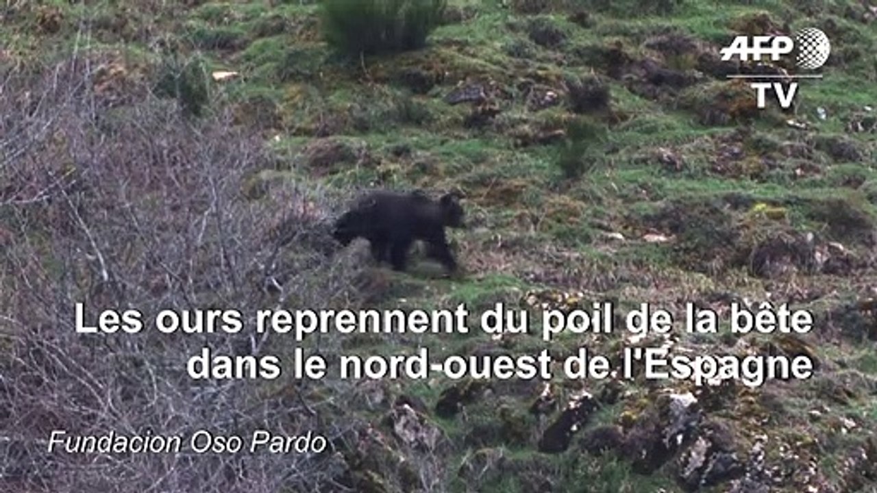 Heureux comme un ours dans les monts Cantabriques en Espagne