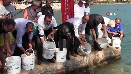 Lahoz balıkları Gökova Körfeziyle buluştu