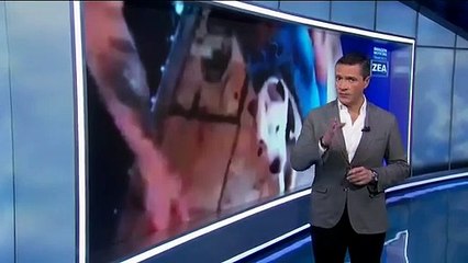 Detienen al hombre que casi mata a su perrita pitbull en Iztapalapa