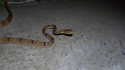 Serpent au bord de la piscine d'un hôtel à Ubud à Bali