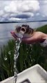Avez-vous déjà vu un poisson-globe qui se dégonfle... Des litres d'eau!