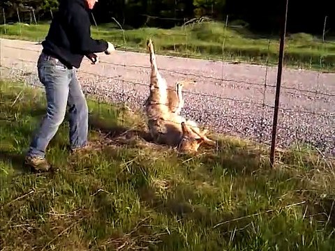 Il sauve un loup piégé dans une clôture