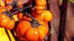 Trader Joe's $9 Mini Pumpkin Trees Are the Adorable Fall Decoration You Need