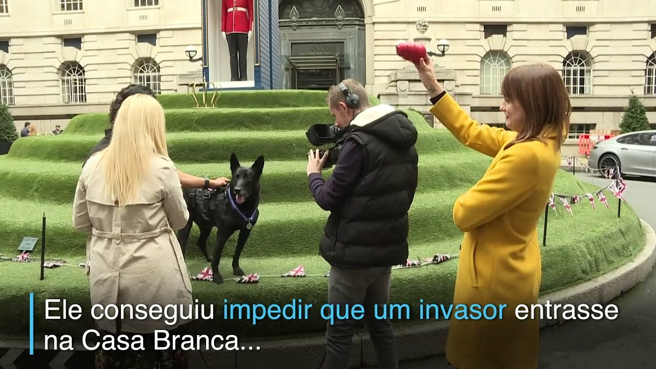 Bravura canina