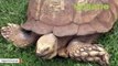 Nigerian Tortoise Said To Be 344 Years Old Dies