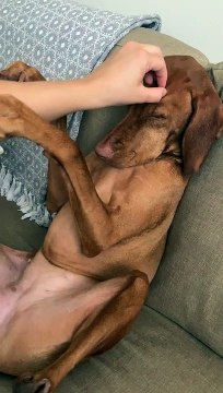 Dog Falls Asleep when Owner Massages Head