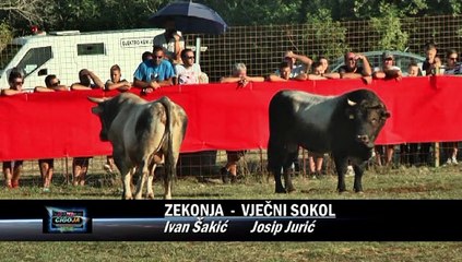 VJECNI SOKOL - ZEKONJA RADOSIC 2019 KOD PARCINA