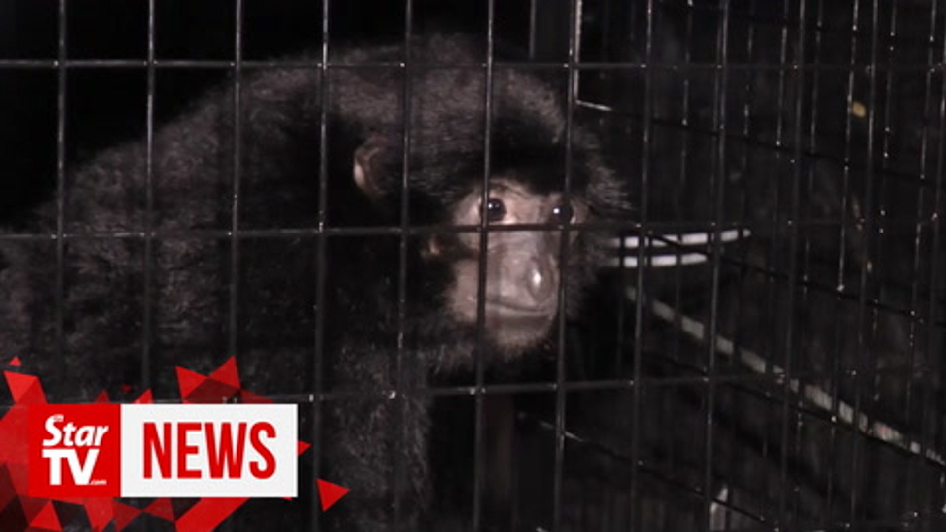 ⁣Wildlife officers rescue two gibbons kept as pets
