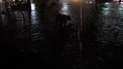 Ayvalık'ta sağanak ve fırtına