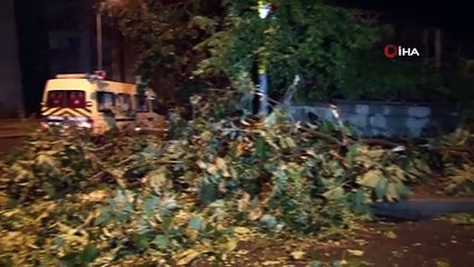 Şiddetli rüzgar ağacı yerinden söktü