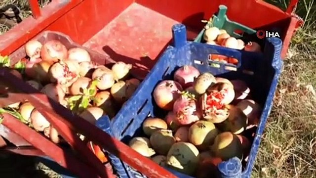 Nar ekşisi yapımında kullanılan Yaylacık Narı nın hasadı başladı