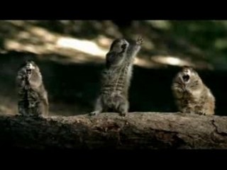 Pub Bridgestone (Ecureuil)