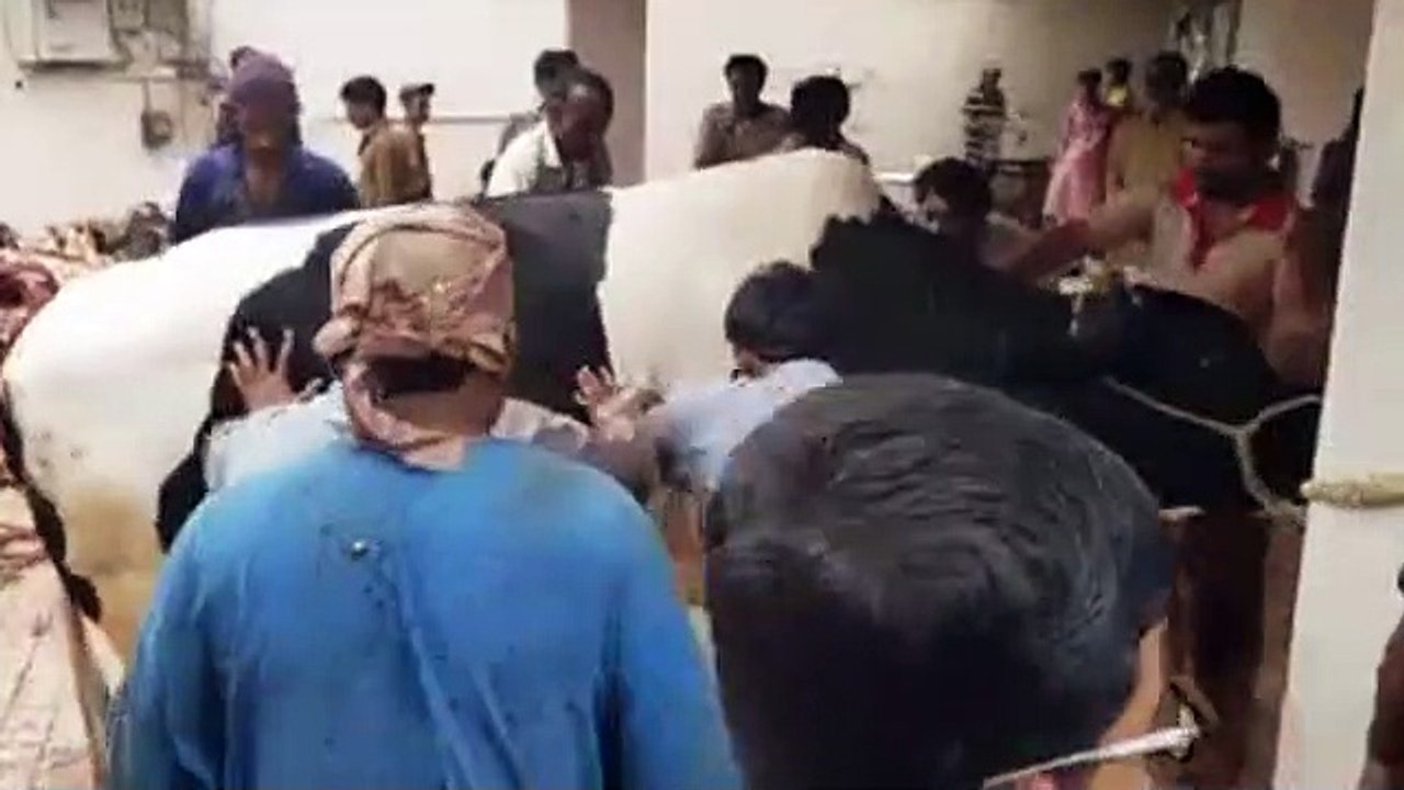 Qurbani Of Bull Part 1 | 2019 | Eid - e - Qurban