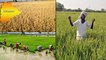 Telangana Paddy Output Set To Be Highest In 21 Years || తెలంగాణలో రికార్డ్ స్థాయిలో ధాన్యం ఉత్పత్తి