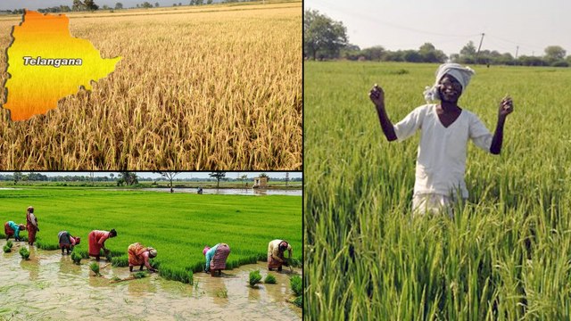 Telangana Paddy Output Set To Be Highest In 21 Years || తెలంగాణలో రికార్డ్ స్థాయిలో ధాన్యం ఉత్పత్తి