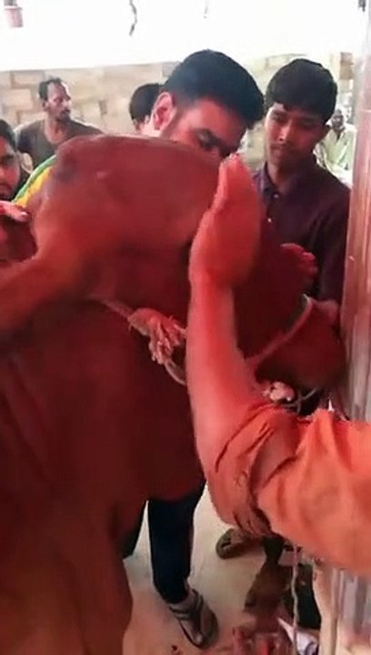 Qurbani Of Bull Part 1 | 2019 | Eid - e - Qurban