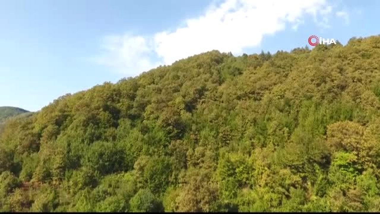 Sinop'ta kestane hasadı zamanı...Kestane tarlaları havadan görüntülendi