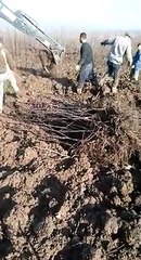 Ziraat Fidancılık Bandırma Ceviz Fidanı Siparişi - https://www.cevizfidancisiyiz.com