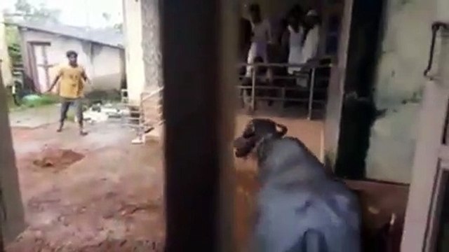 Cow Qurbani | Funny Compilation of Cow Running in Karachi Road | Eid Ul Adha 2018 & 2019